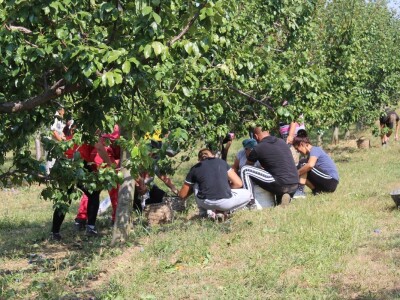 Plantaža šljiva Raifa Čolića