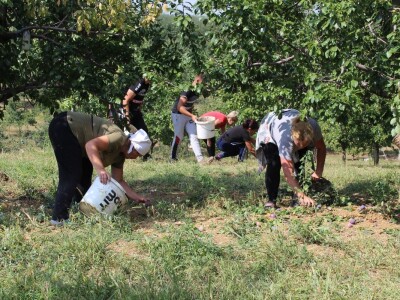 Plantaža šljiva Raifa Čolića