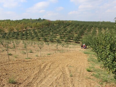 Plantaža šljiva Raifa Čolića
