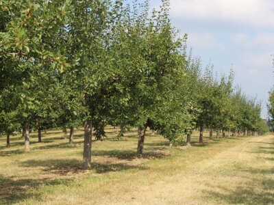 Plantaža šljiva Raifa Čolića