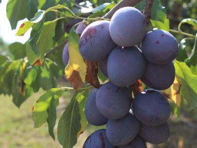 Plantaža šljiva Raifa Čolića