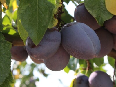 Plantaža šljiva Raifa Čolića