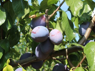 Plantaža šljiva Raifa Čolića