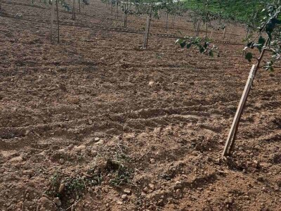 Plantaža šljiva Raifa Čolića - Mionica, Gradačac Plantaža šljiva Raifa Čolića - Mionica, Gradačac