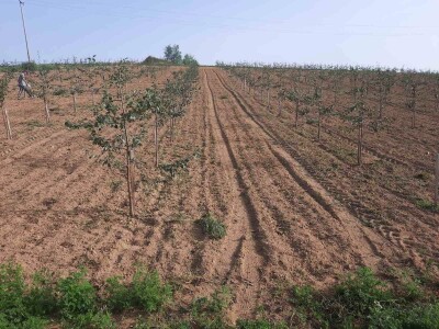 Plantaža šljiva Raifa Čolića - Mionica, Gradačac Plantaža šljiva Raifa Čolića - Mionica, Gradačac