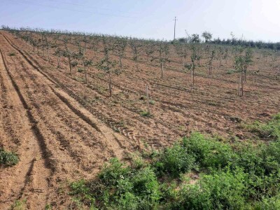 Plantaža šljiva Raifa Čolića - Mionica, Gradačac Plantaža šljiva Raifa Čolića - Mionica, Gradačac