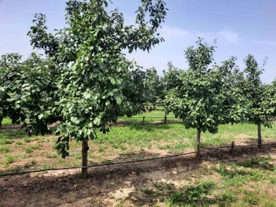 Plantaža šljiva Raifa Čolića - Mionica, Gradačac Plantaža šljiva Raifa Čolića - Mionica, Gradačac