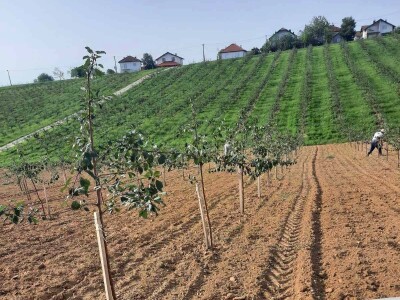 Plantaža šljiva Raifa Čolića - Mionica, Gradačac Plantaža šljiva Raifa Čolića - Mionica, Gradačac