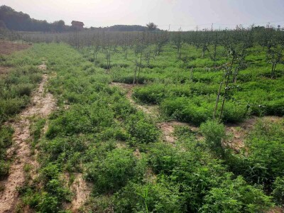 Plantaža šljiva Raifa Čolića - Mionica, Gradačac Plantaža šljiva Raifa Čolića - Mionica, Gradačac