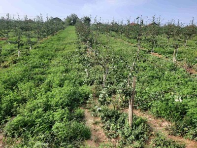 Plantaža šljiva Raifa Čolića - Mionica, Gradačac Plantaža šljiva Raifa Čolića - Mionica, Gradačac