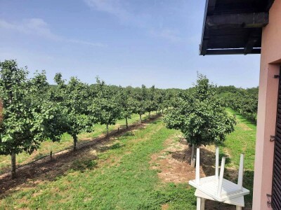 Plantaža šljiva Raifa Čolića - Mionica, Gradačac Plantaža šljiva Raifa Čolića - Mionica, Gradačac