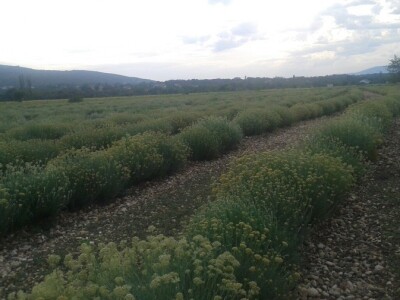 Plantaža smilja u hercegovačkom kršu Plantaža smilja u hercegovačkom kršu