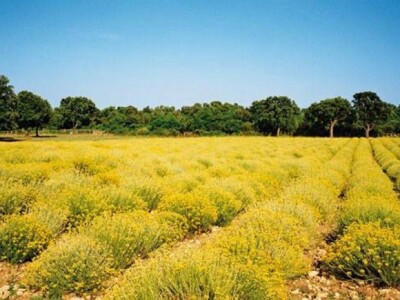 Plantaža smilja Immortelle Plantaža smilja Immortelle