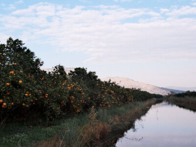 Plantaže mandarina u Neretvanskoj dolini
