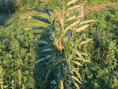 Plantažni uzgoj kestena