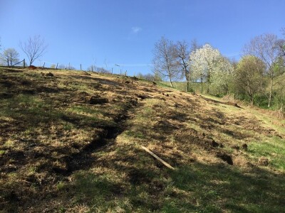 Plantažni uzgoj kestena