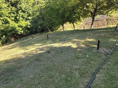 Plantažni uzgoj kestena