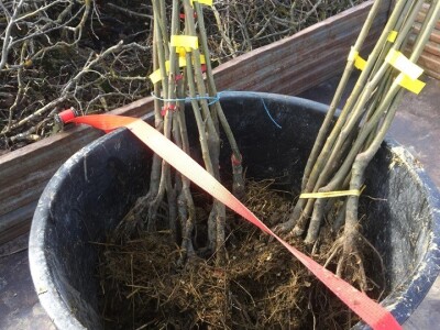 Plantažni uzgoj kestena