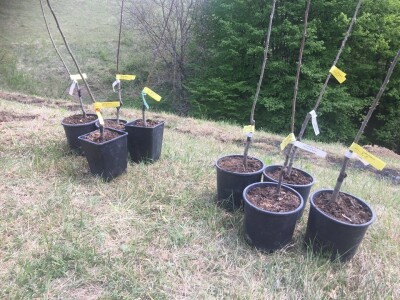 Plantažni uzgoj kestena