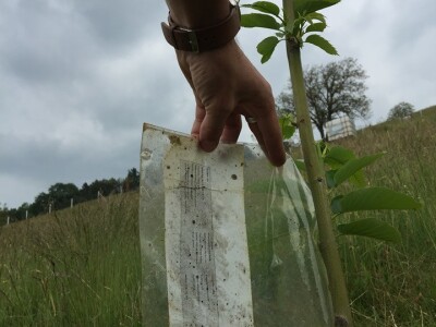 Plantažni uzgoj kestena