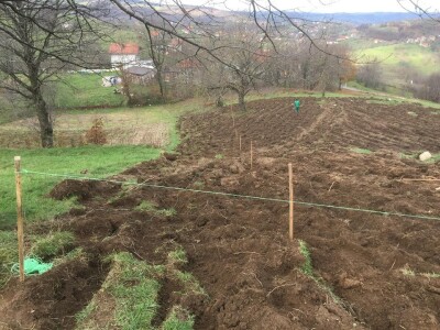Plantažni uzgoj kestena