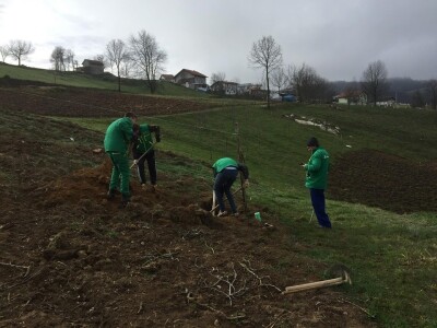 Plantažni uzgoj kestena