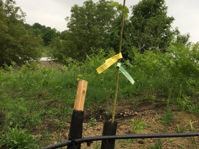 Plantažni uzgoj kestena