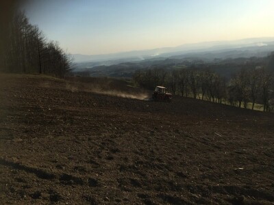 Plantažni uzgoj kestena