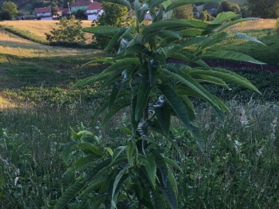 Plantažni uzgoj kestena