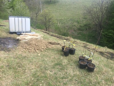 Plantažni uzgoj kestena