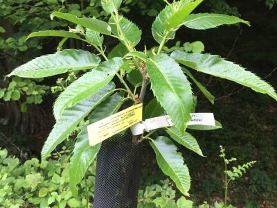 Plantažni uzgoj kestena