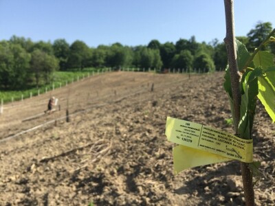 Plantažni uzgoj kestena