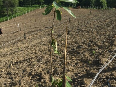 Plantažni uzgoj kestena