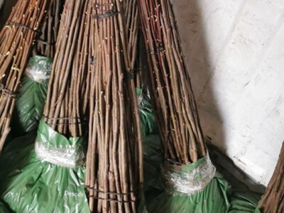 Plantažni uzgoj kestena