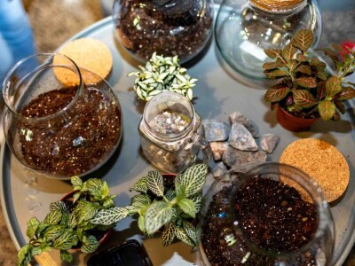 PlantHealth4Life kampanja