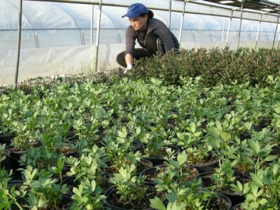 Rad u plasteniku obitelji Plantić iz Domitrovca pokraj Varaždina