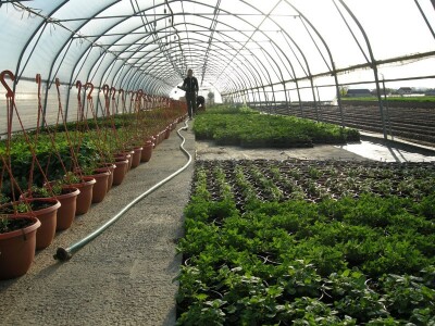 Začinsko bilja u plasteniku obitelji Plantić