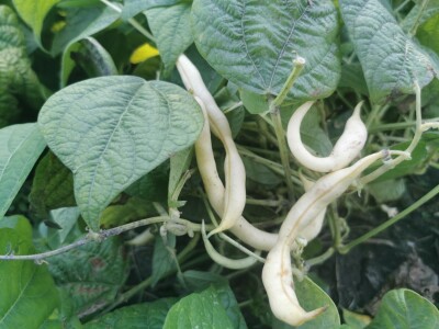 PlantOn - Vrt na dlanu