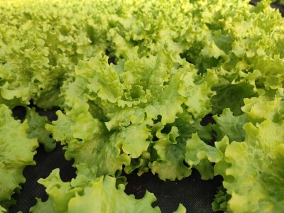 PlantOn - Vrt na dlanu