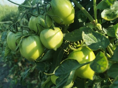 PlantOn - Vrt na dlanu