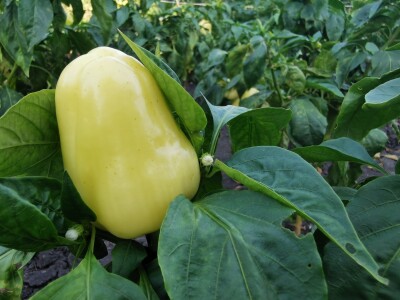 PlantOn - Vrt na dlanu