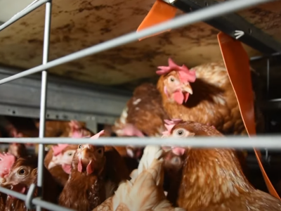 Plasman pilećeg mesa i jaja u EU