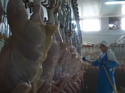 Plasman pilećeg mesa i jaja u EU