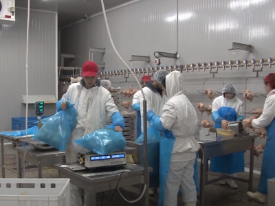 Plasman pilećeg mesa i jaja u EU