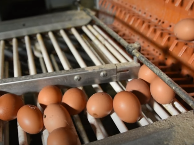 Plasman pilećeg mesa i jaja u EU