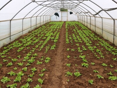 Plastenici Mirsada Karića u Bratuncu