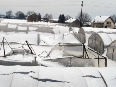 Od 13 pet plastenika popustilo pod težinom snega