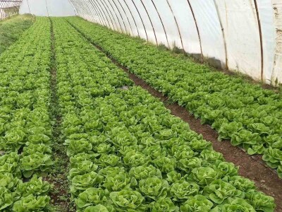 Plastenička proizvodnja Admira Zahirovića