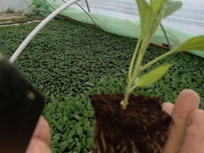 Plastenička proizvodnja Admira Zahirovića