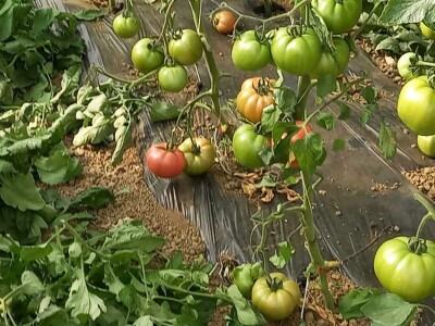 Plastenička proizvodnja Admira Zahirovića